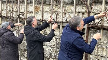 Valentinov rez mestne trte