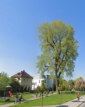 Pomagajte nam izbrati drevo in drevored leta 2025