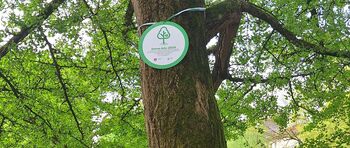 Pomagajte nam izbrati drevo in drevored leta 2025