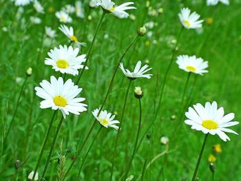 ČISTILNA AKCIJA 2026