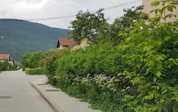 Urejanje razrasle vegetacije ob občinskih cestah