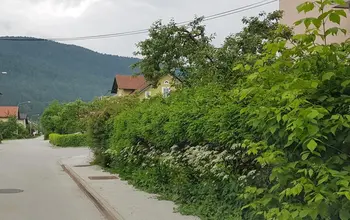 Urejanje razrasle vegetacije ob občinskih cestah