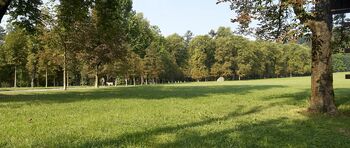 Skrbimo za mestno drevje in gozdove