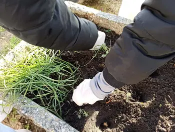 Mednarodni projekt Krokus Mednarodni projekt Krokus