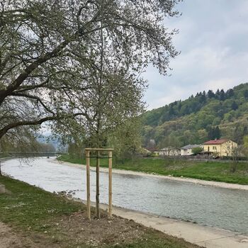 Nove mlade platane ob Savinjskem nabrežju