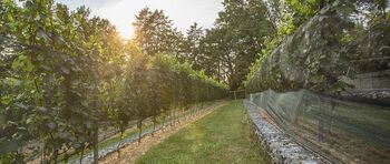 Priznanje Grajskemu vinogradu ob 10. obletnici