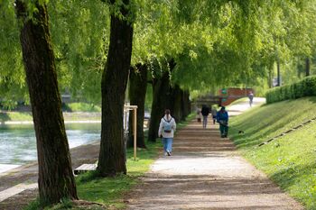 Razglasili smo drevo in drevored leta 2025