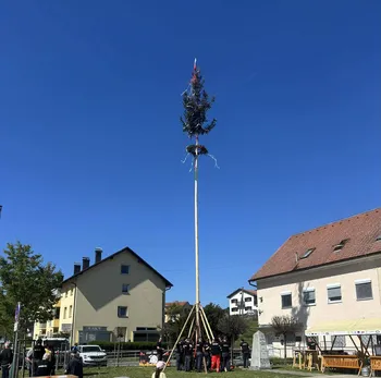 Postavljanje majskega drevesa