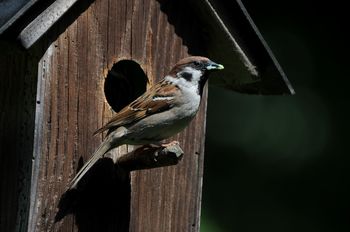 Gregorjevo v ZOO Ljubljana