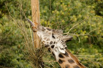 Dogodivščine ob dnevu Zemlje v ZOO Ljubljana - žirafe