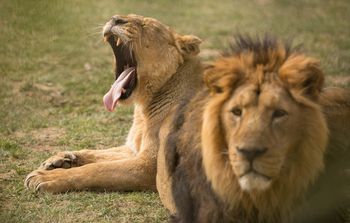 Dogodivščine ob dnevu Zemlje v ZOO Ljubljana - azijski levi