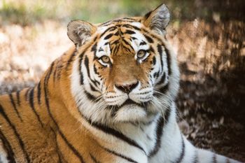 Dogodivščine ob dnevu Zemlje v ZOO Ljubljana - tigri