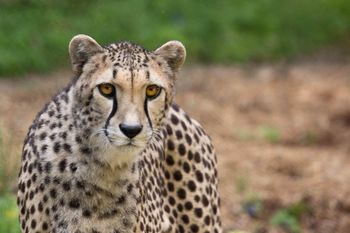 Dogodivščine ob dnevu Zemlje v ZOO Ljubljana - gepardi