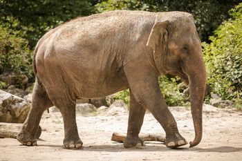 Dogodivščine ob dnevu Zemlje v ZOO Ljubljana - sloni