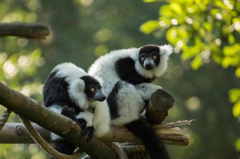 Dogodivščine ob dnevu Zemlje v ZOO Ljubljana - lemurji