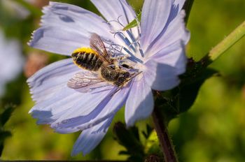 Spoznavanje čebel v ZOO Ljubljana