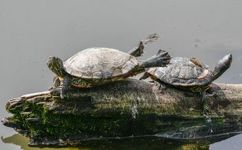 Vikend z želvami v ZOO Ljubljana