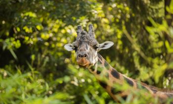 Dan žiraf v ZOO Ljubljana