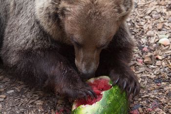 Lubenični dan v ZOO Ljubljana