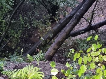 Zemeljski plaz na odseku javne poti Ločica–Zahomce–Dol–Tabor