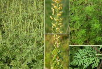 Zatiranje in odstranjevanje ambrozije