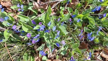 Zimzeleni v dolini Završnice