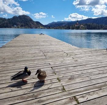 Letalsko-fotografski projekt na Bledu Letalsko-fotografski projekt na Bledu