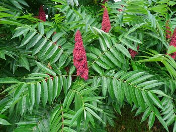 Kako občanke in občani lahko bolje poskrbimo za svoje vrtove?