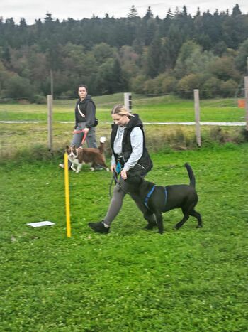 Tečaj socializacije - namenjen mladičkom, mladim in že odraslim psom