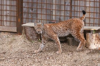 V gorenjske gozdove izpustili še zadnjega risa