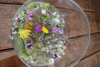 NABIRANJE ZELIŠČ NA MENINI PLANINI