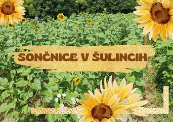 Sončnice v Šulincih