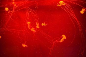 Mladi fotografi Fotokrožka Gimnazije Ravne zelo uspešni