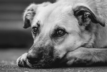 Poziv župana Mauricija Humarja: “Praznikov ne naredimo s pokanjem in ognjemeti, temveč z dobrimi deli.”