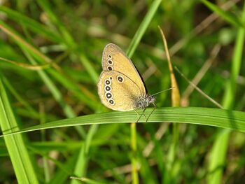 Javni poziv za prilagojeno kmetijsko prakso na območju Nature 2000 Kras