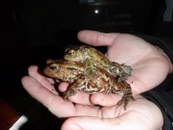 Akcija: pomagajmo žabicam