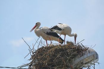 Štorklje našle svoj dom v naši občini