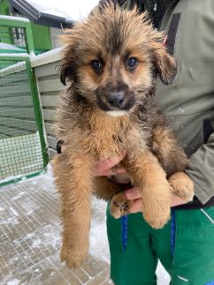 Podeljena koncesija za zapuščene mačke in pse 