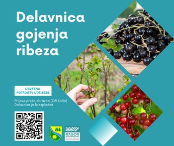 Delavnica gojenja ribeza