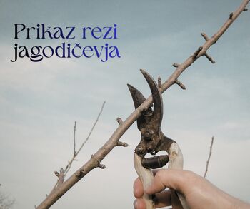 Vabilo: prikaz rezi in oskrbe jagodičevja – Gorje