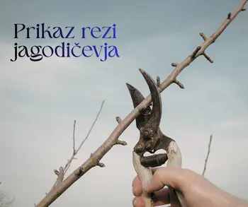 Vabilo: prikaz rezi in oskrbe jagodičevja – Gorje