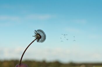 STARAJOČI SE STARŠI - MED PREOBREMENJENOSTJO IN DOLŽNOSTJO