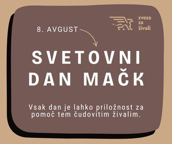 Svetovni dan mačk - vsak dan je priložnost Svetovni dan mačk - vsak dan je priložnost