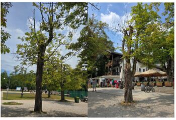 Odstranitev in nadomestna zasaditev divjih kostanjev v Mali Zaki