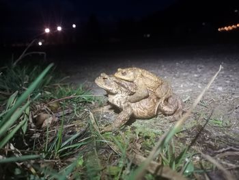 Žabja patrulja bila spet v akciji