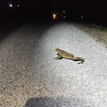 Pomoč dvoživkam čez cesto Pomoč dvoživkam čez cesto