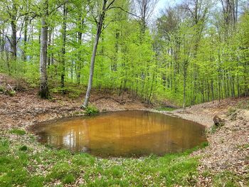 Čudež iz Čadrga v Triglavski roži Čudež iz Čadrga v Triglavski roži