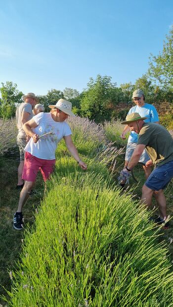Začetek sivkine zgodbe 2025, s prvo žetvijo v Kobdilju