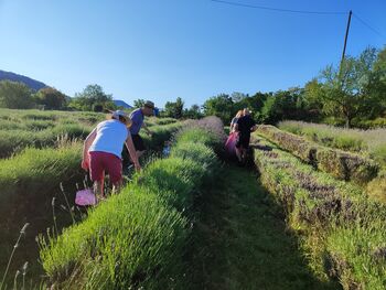 Sivkina preobrazba: od polja do eteričnega olja