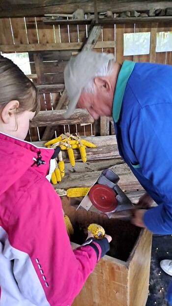 Tradicija na Erčevi žagi: Kljub dežju koruza hitro pod streho